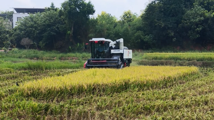 XR720跨区水稻机，高效作业促丰收