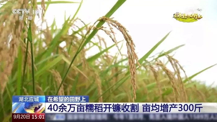 央视聚焦！总这台“收稻神器”刷屏湖北田野